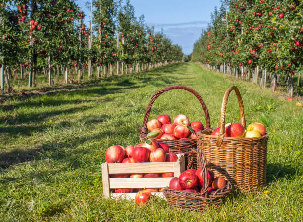 apple orchards in tennessee