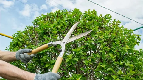 proper tree trimming in honolulu