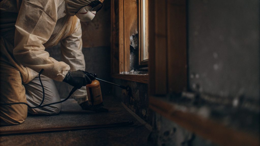 mold-remediation-timeline-home-removal-process